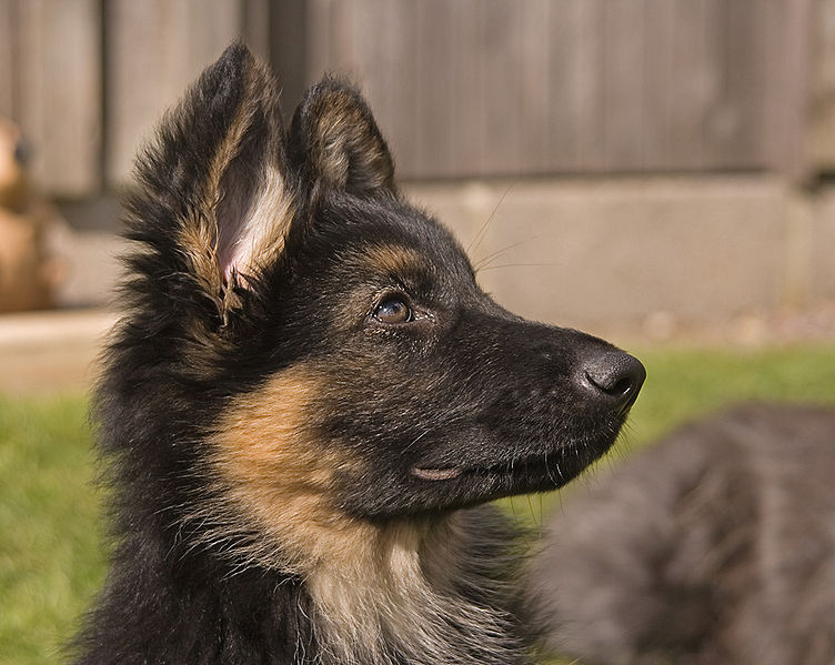 Chien-gris Puppies: Chien Gris Un Chien Guide Daveugle Avec Des Problemes De Comportement Breed