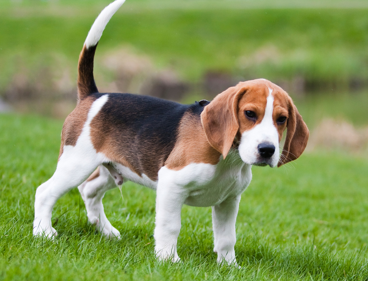 Chien Français Tricolore Puppies: Chien Le Beagle Breed