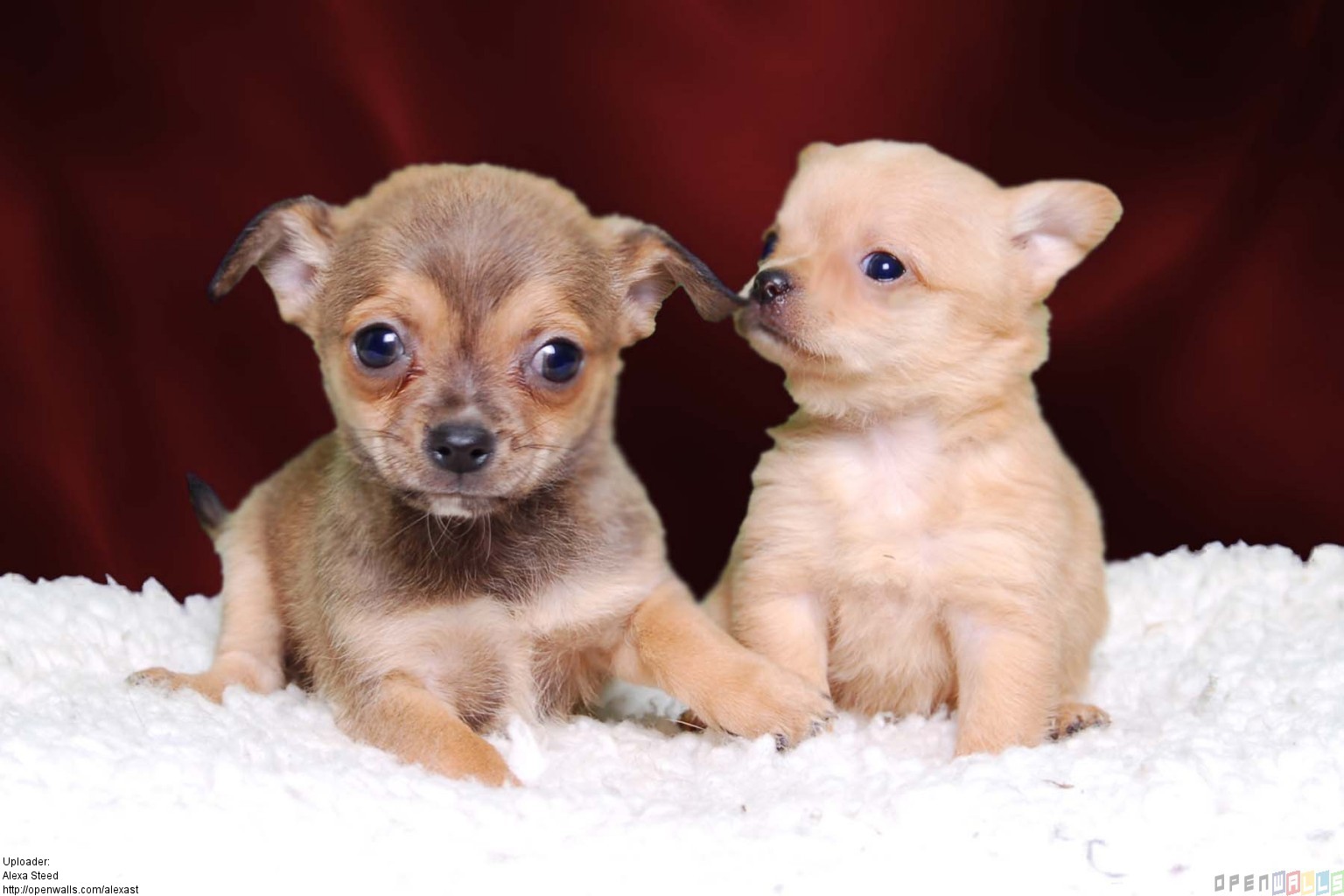 Chihuahua Puppies: Chihuahua Breed