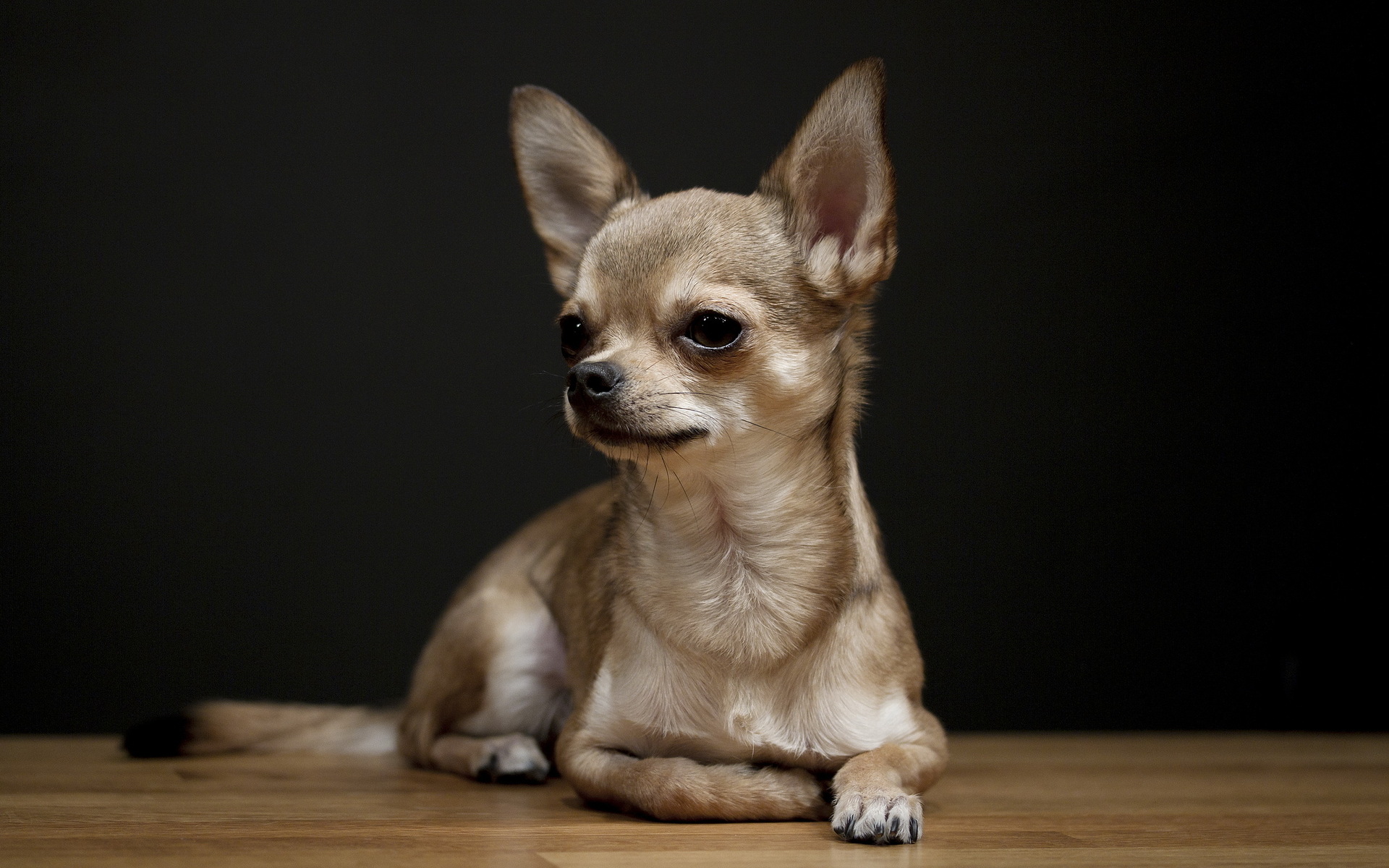 Chihuahua Dog: Chihuahua Chihuahua Dog Hd Backgrounds Breed