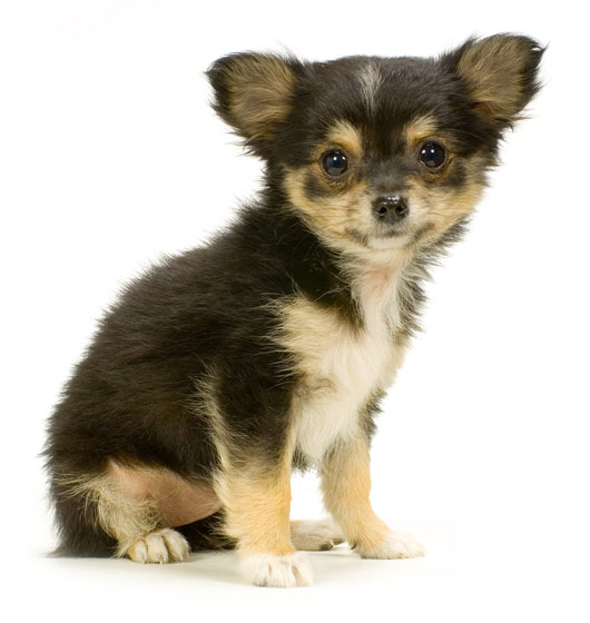 Chihuahua Puppies: Chihuahua Chihuahua Puppy Breed