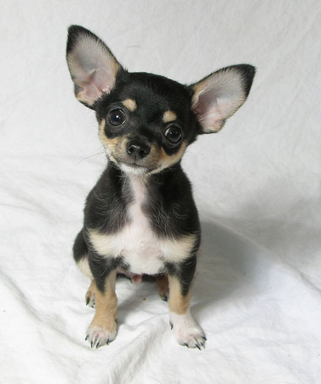 Chihuahua Dog: Chihuahua Chihuahua Puppy Pictures And Breed