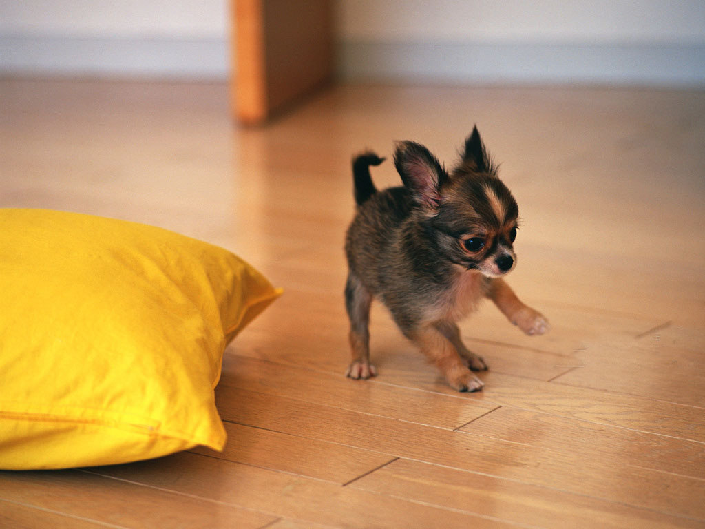 Chihuahua Puppies: Chihuahua How To Care For And Train Chihuahua Dog Breed