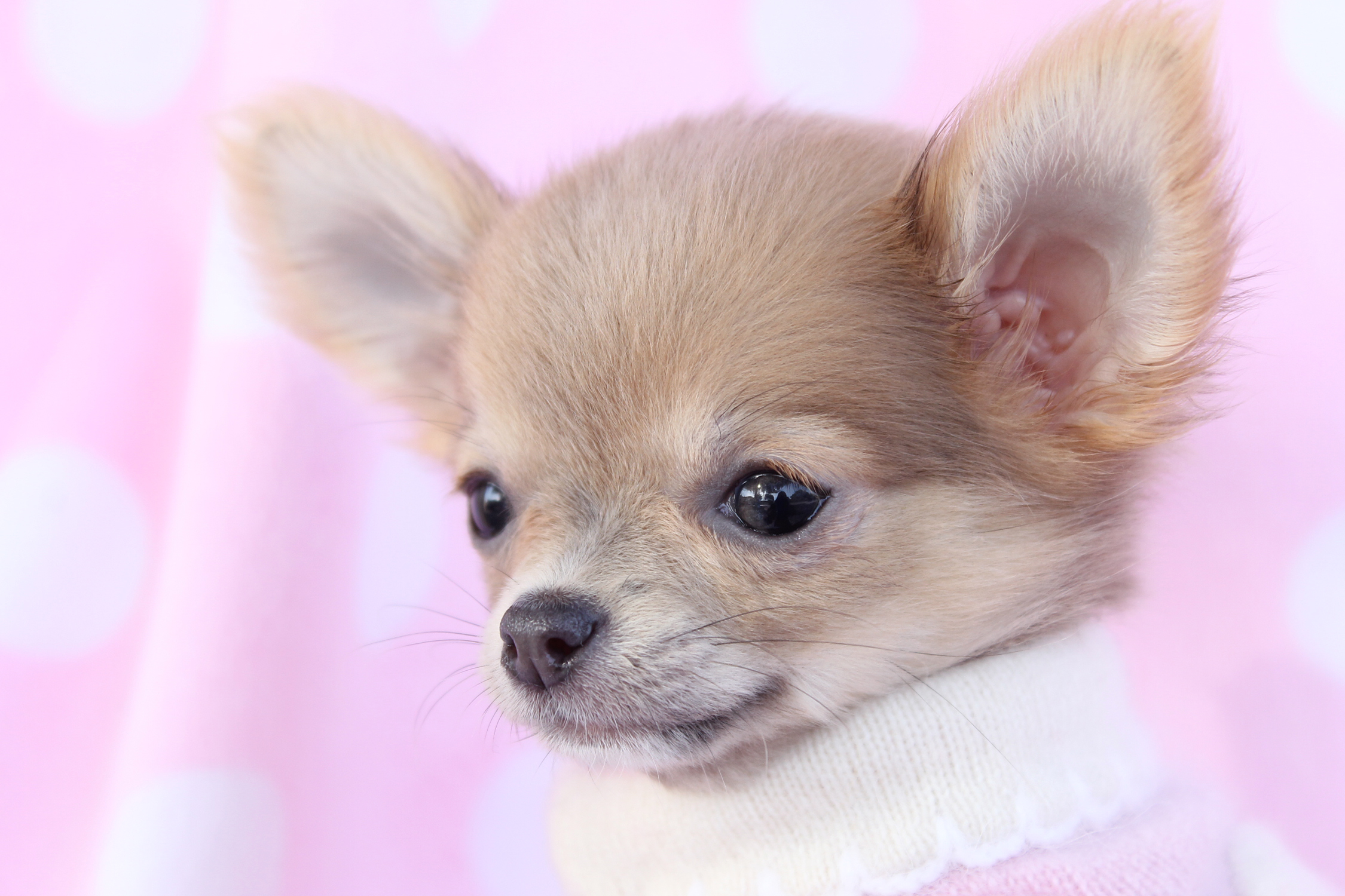 Chihuahua Puppies: Chihuahua Puppy Breed