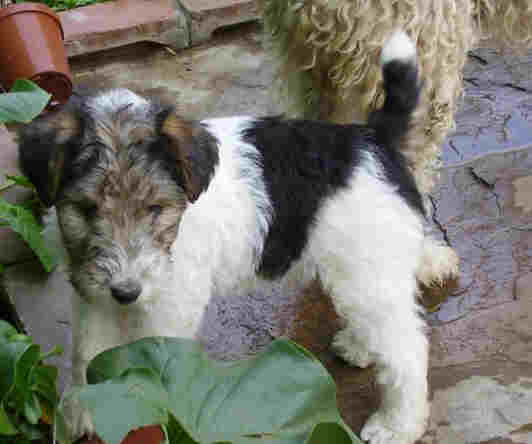 Chilean Fox Terrier Puppies: Chilean Wire Hair Fox Terrier For Sale South Africa Breed