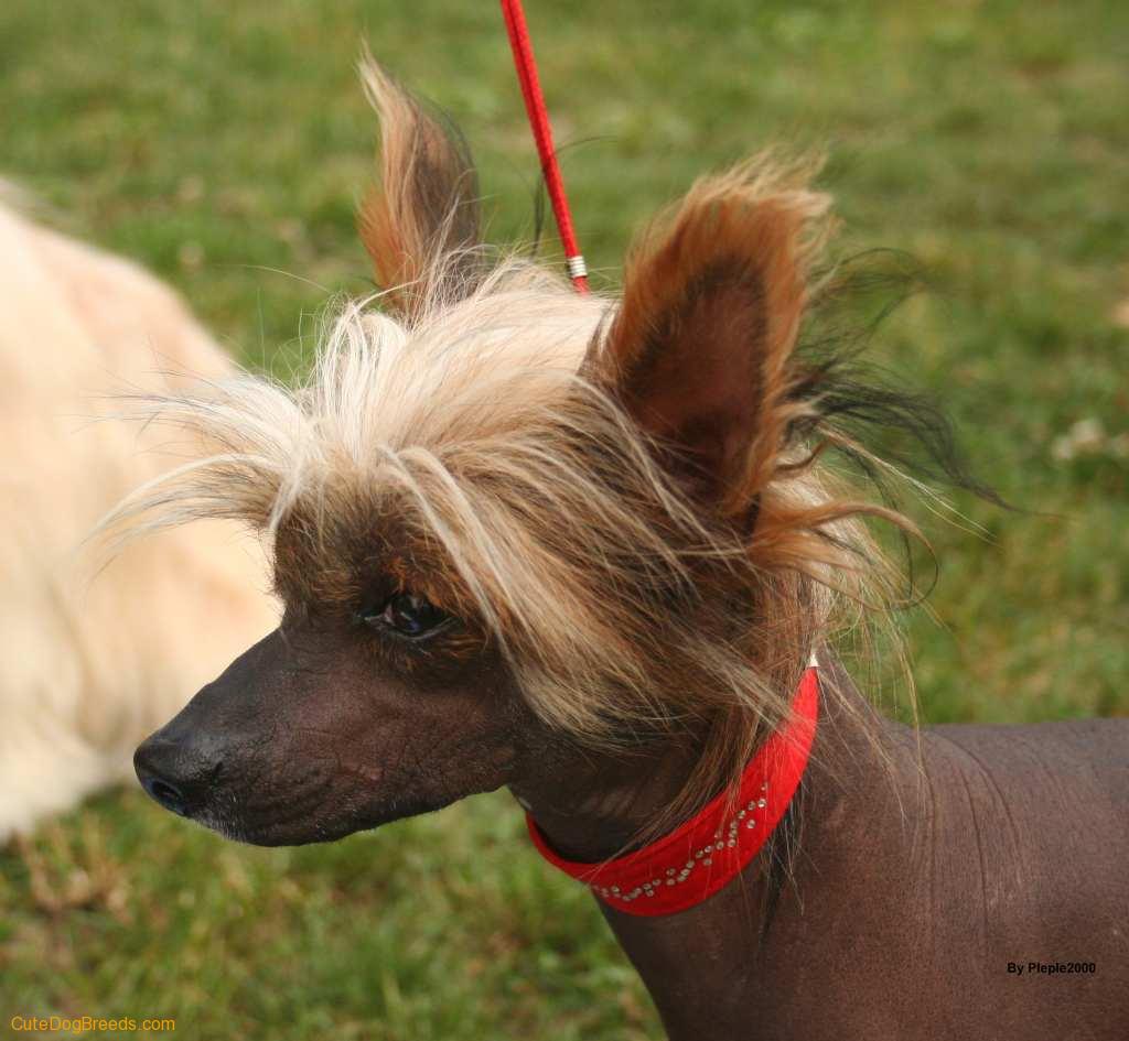 Chinese Crested Dog: Chinese Aldinoff Breed