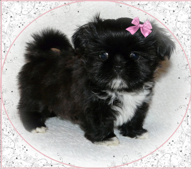 Chinese Imperial Puppies: Chinese Availableimperialshihtzupuppies Breed