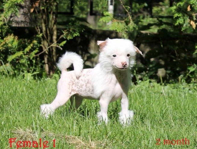 Chinese Crested Puppies: Chinese Chinese Crested Puppies For Sale Corby Breed