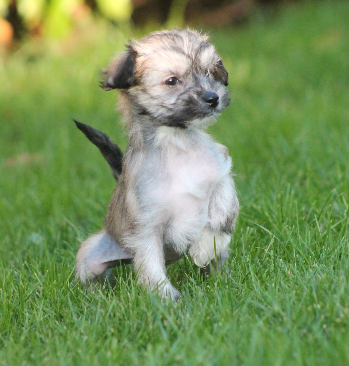Chinese Crested Puppies: Chinese Chinese Crested Puppies Loughborough Breed