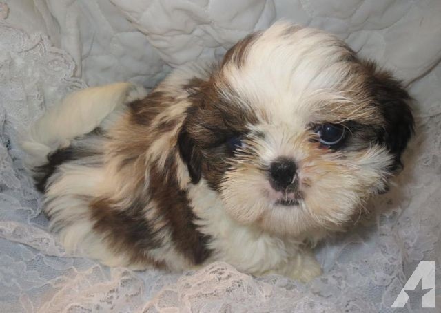 Chinese Imperial Puppies: Chinese Chinese Imperial Shih Tzu Male Puppies Breed