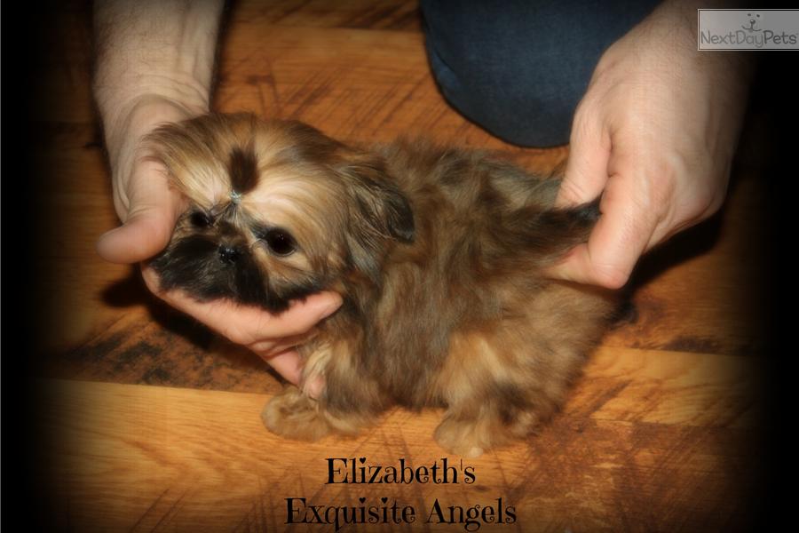 Chinese Imperial Puppies: Chinese Fdaa Breed