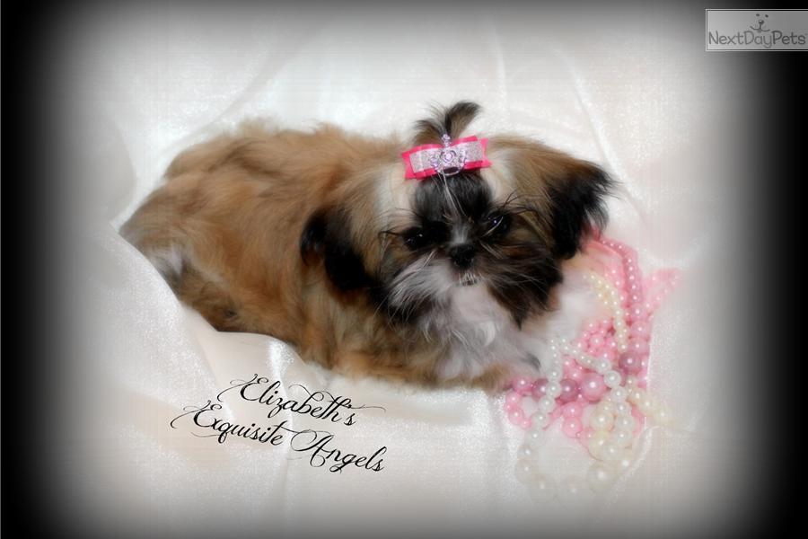 Chinese Imperial Puppies: Chinese Ff B Breed