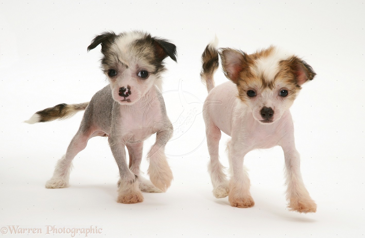 Chinese Crested Puppies: Chinese Hairless Chinese Crested Puppies Hd Breed