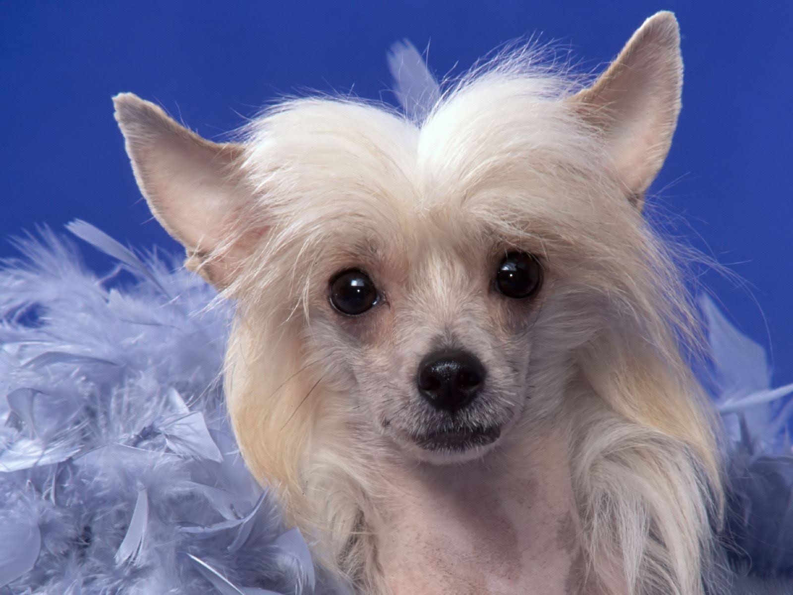 Chinese Crested Dog: Chinese Lovely Chinese Crested Dog Blue Breed