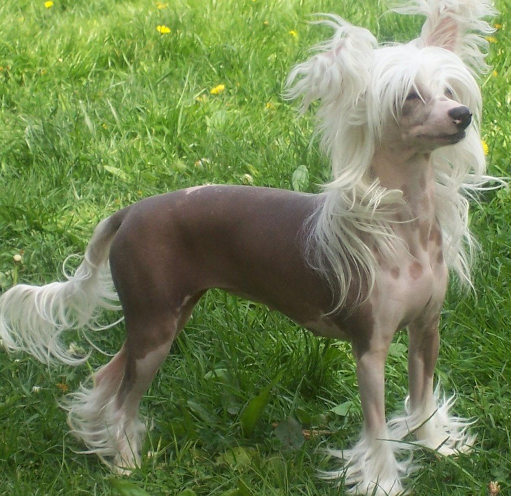 Chinese Crested Dog: Chinese Picture Of Chinese Crested Breed