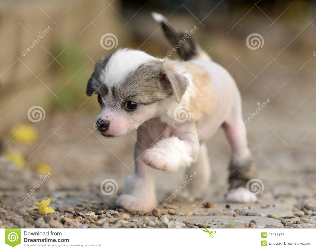 Chinese Crested Puppies: Chinese Royalty Free Stock Graphy Chinese Crested Puppies Puppy Making Its First Steps Breed