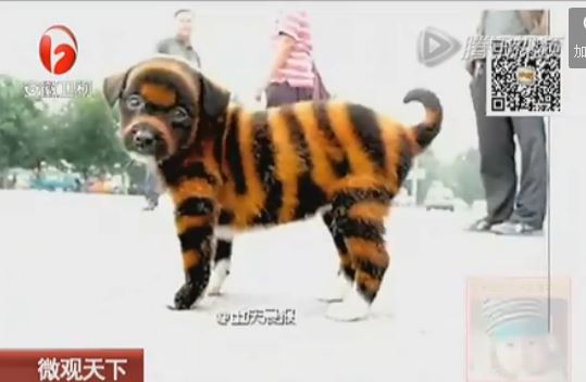 Chinese Chongqing Puppies: Chinese Tiger Dog Puppies Sold Chongqing Breed