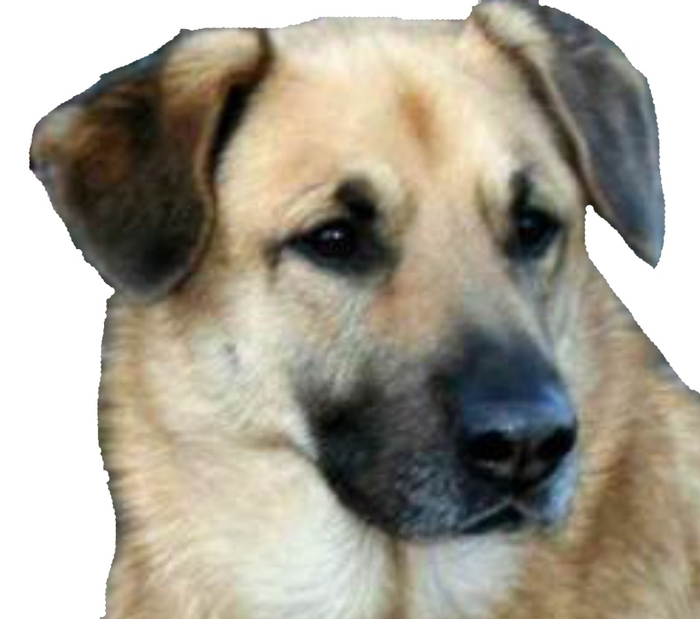 Chinook Dog: Chinook Dog Sledding Breed