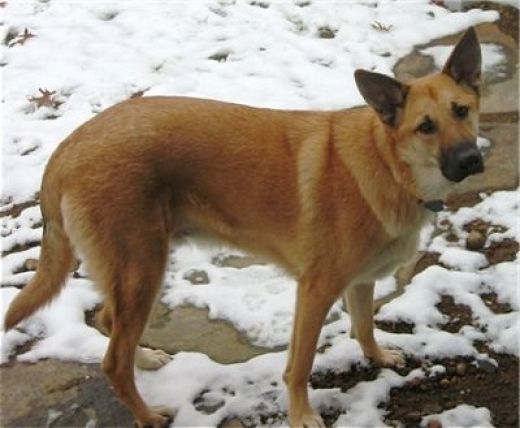 Chinook Dog: Chinook Top Rare Dog Breeds Rarest Dog Breeds