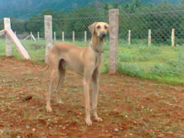 Chippiparai Puppies: Chippiparai Chippiparai Puppies For Sale Breed