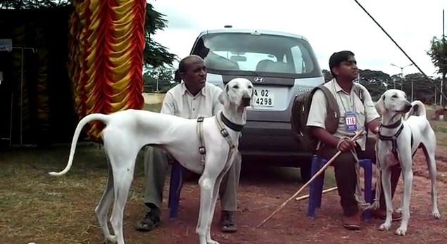 Chippiparai Dog: Chippiparai Dogs Of Tamil Nadu Breed