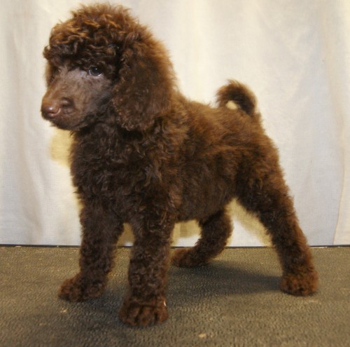 Talbot Puppies: Chocolate Black Standard Poodle Puppies Neath Breed