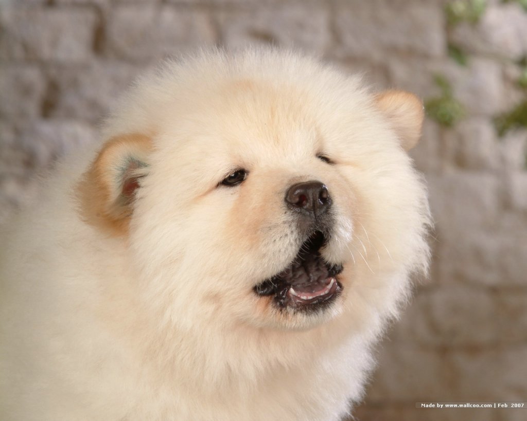 Chow Chow Dog: Chow Chow Chow Dogs Breed