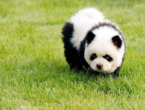 Chow Chow Dog: Chow Chow Chow Panda Picture Breed