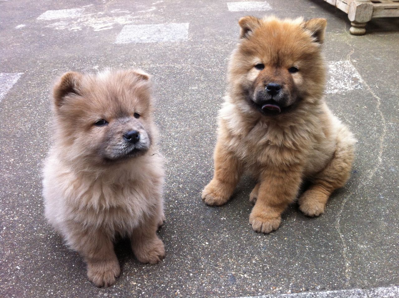 Chow Chow Puppies: Chow Chow Chow Puppies For Sale London Breed