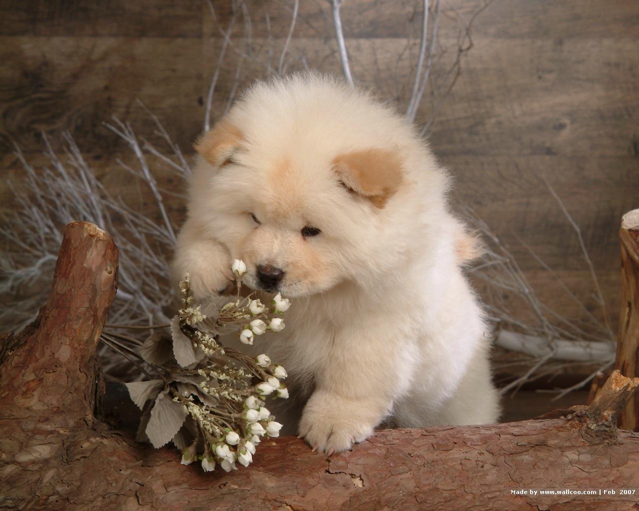 Chow Chow Puppies: Chow Chow Chow Puppy Breed