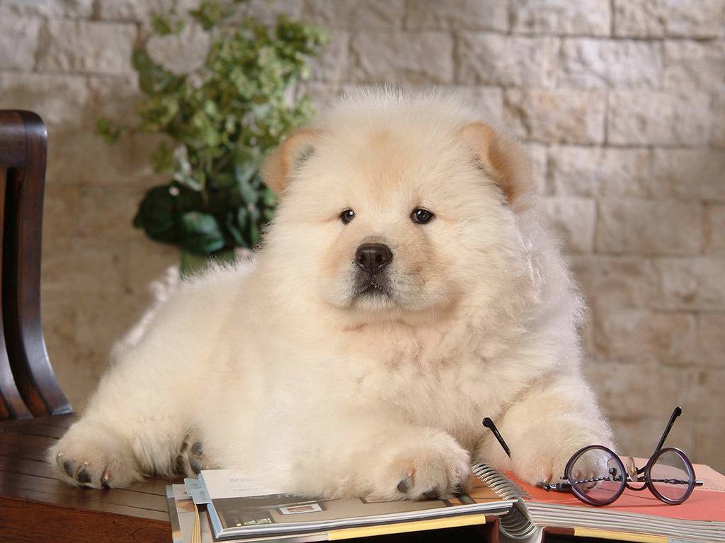 Chow Chow Dog: Chow Chow Chow Puppy Picture Breed