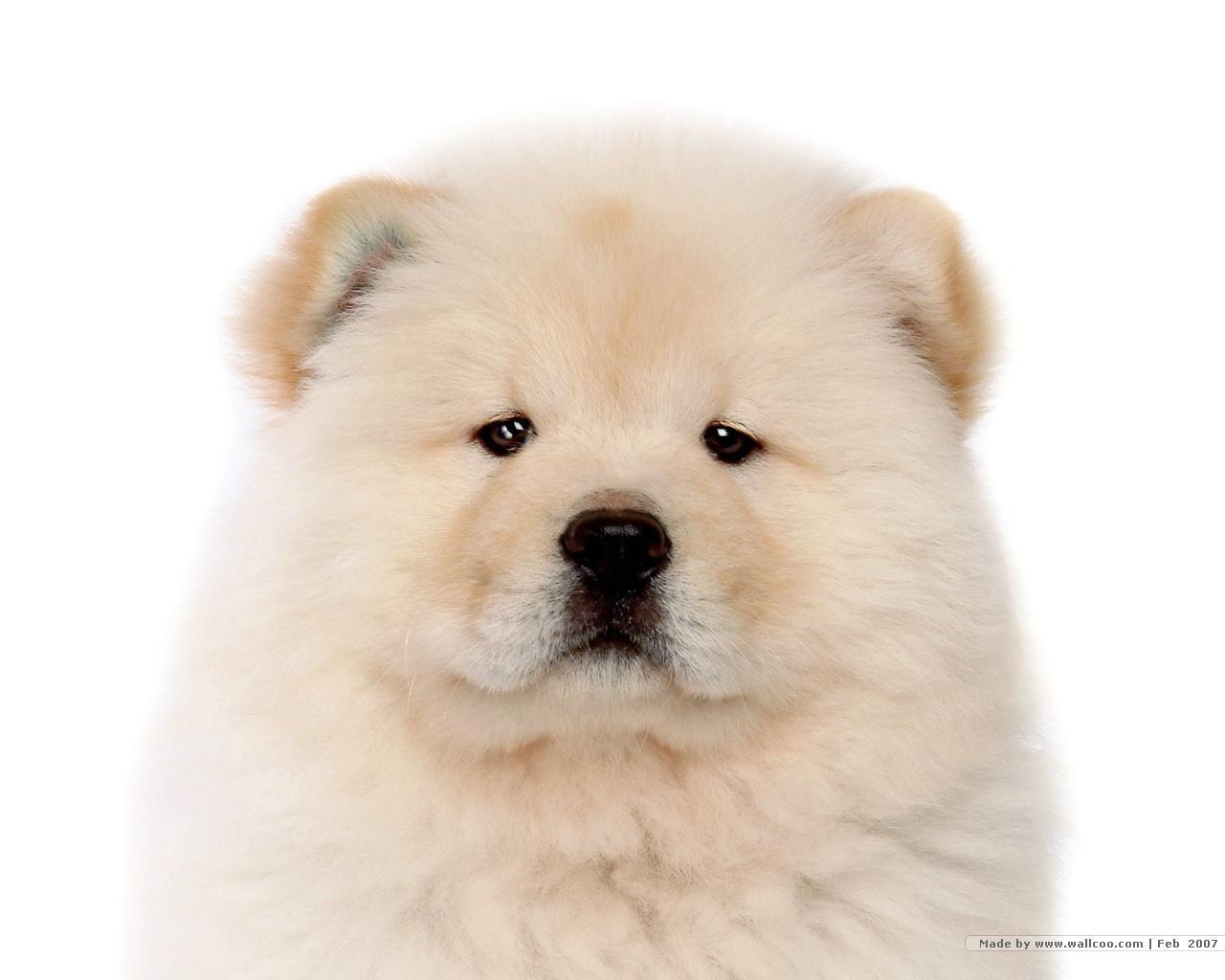 Chow Chow Dog: Chow Chow Chow Puppy Pictures Breed