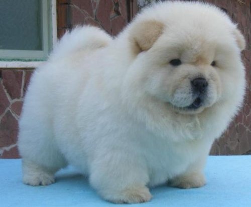 Chow Chow Puppies: Chow Chow Puppy White Breed