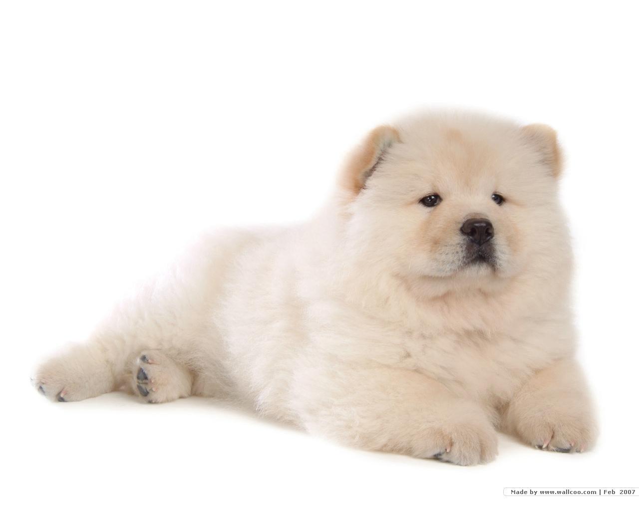 Chow Chow Puppies: Chow Chowchowpuppypuppiesfanpop Breed