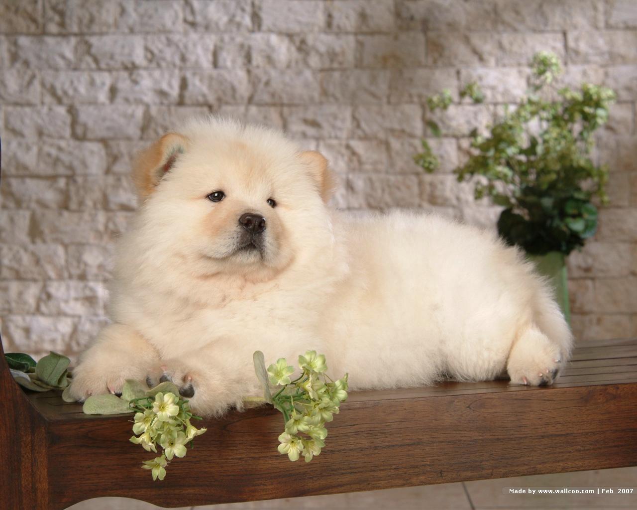 Chow Chow Puppies: Chow Chowchowpuppys Breed