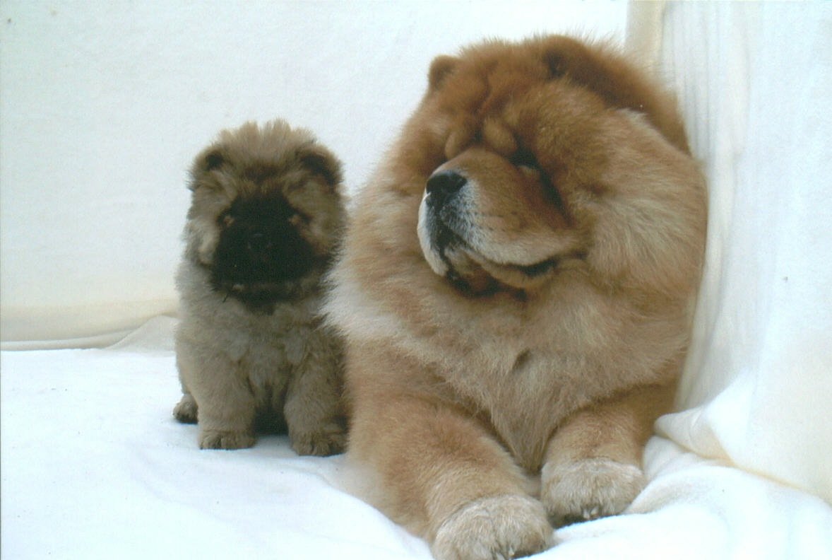 Chow Chow Dog: Chow Know About Chow Chow Breed