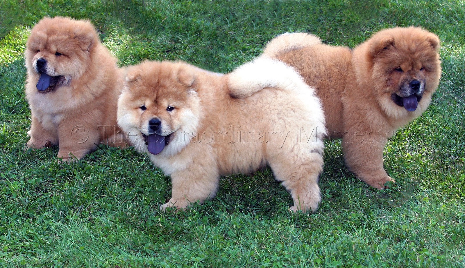 Chow Chow Puppies: Chow Of Week Chow Chow Puppies Breed