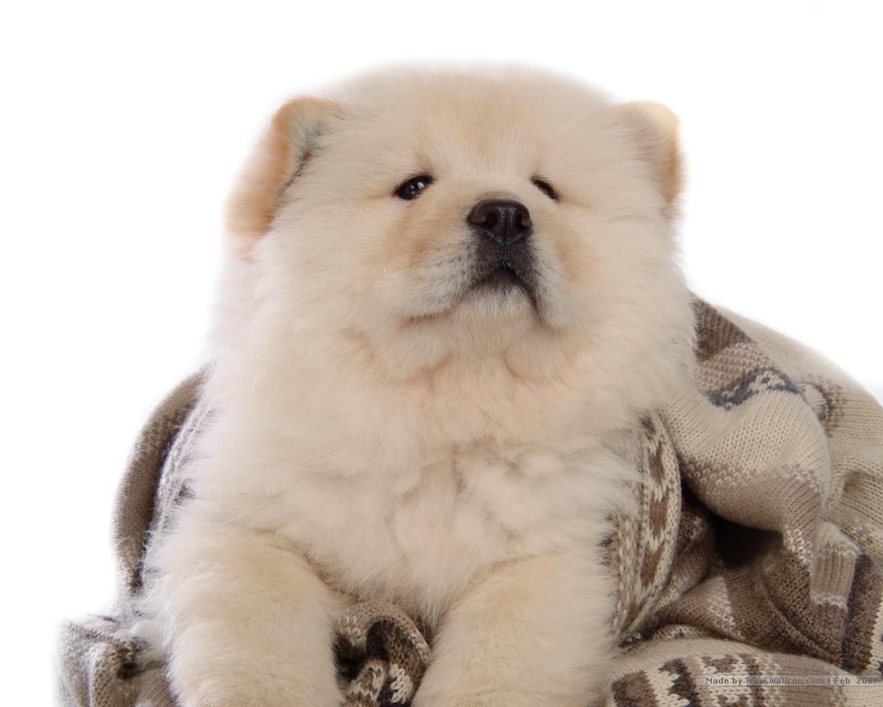 Chow Chow Puppies: Chow Puffy Lion Dog Chow Chow Breed