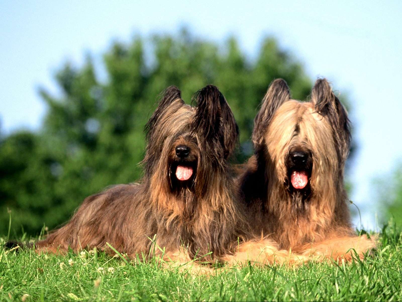 Cierny Sery Puppies: Cierny Couple Of Briard Dogs Breed