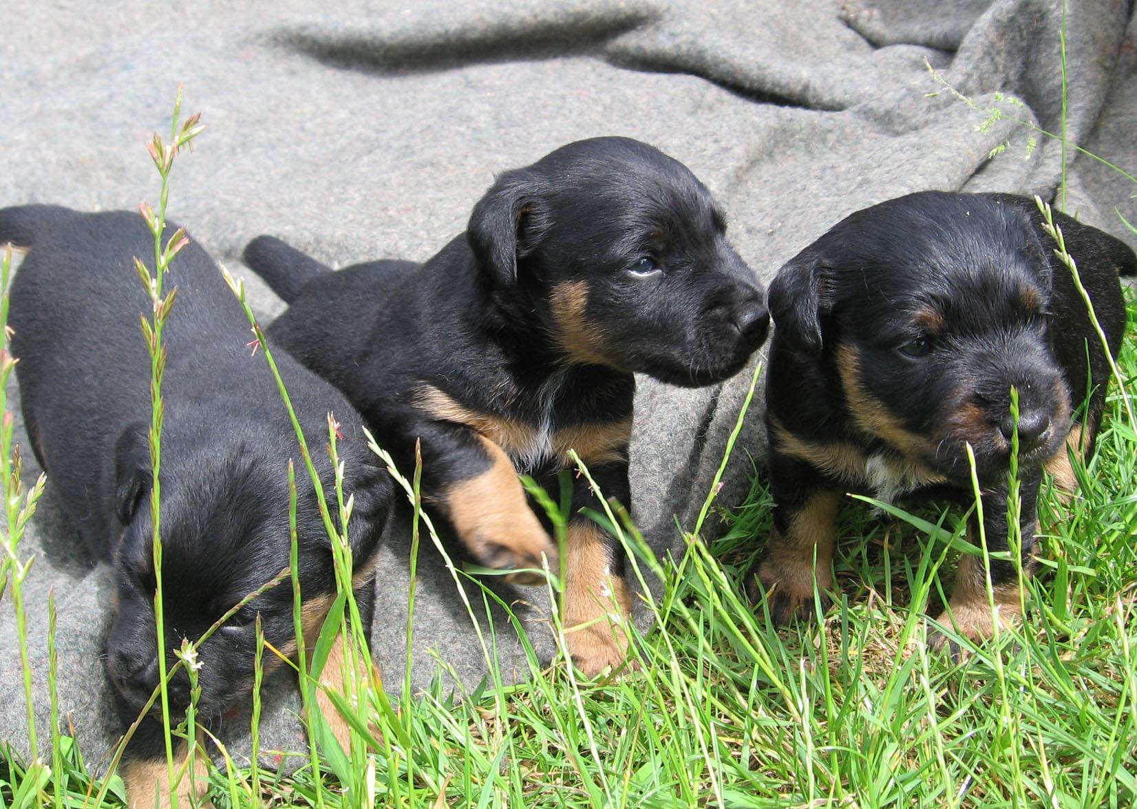 Cierny Sery Puppies: Cierny Cute Jagdterrier Puppies Breed