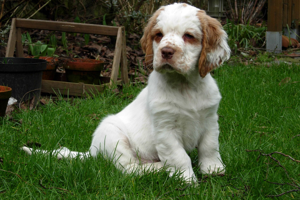 Clumber Spaniel Puppies: Clumber Clumber Spaniel Breed