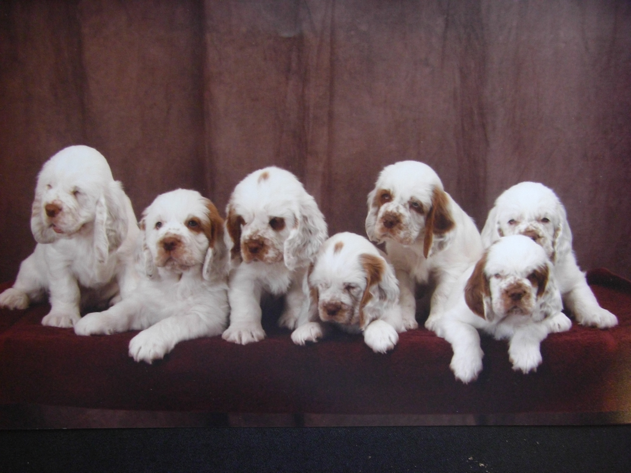 Clumber Spaniel Puppies: Clumber Clumber Spaniel Breeders Profiles And