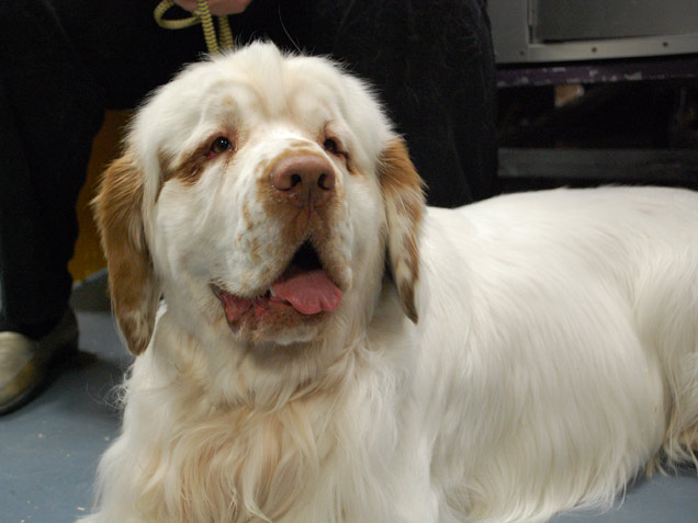 Clumber Spaniel Dog: Clumber Clumber Spaniel Cute Dogs Breed