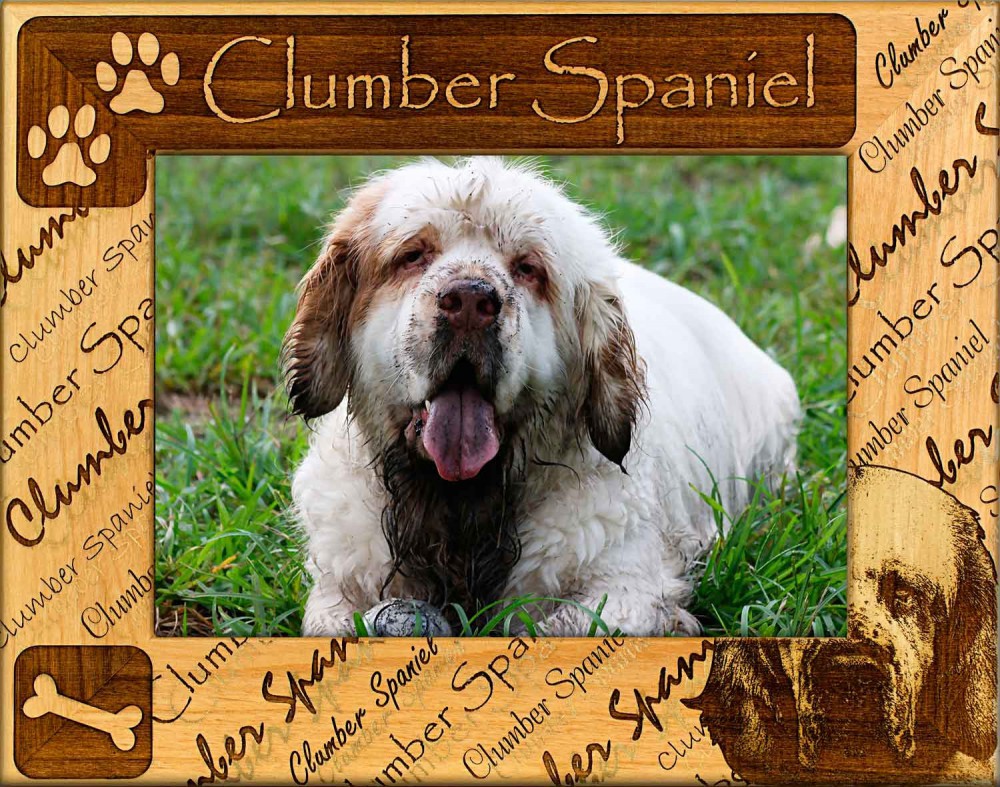 Clumber Spaniel Dog: Clumber Clumber Spaniel Dog Breed Picture Frame