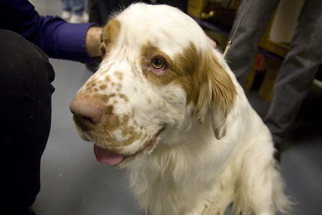 Clumber Spaniel Dog: Clumber Clumber Spaniel Dog Face Breed