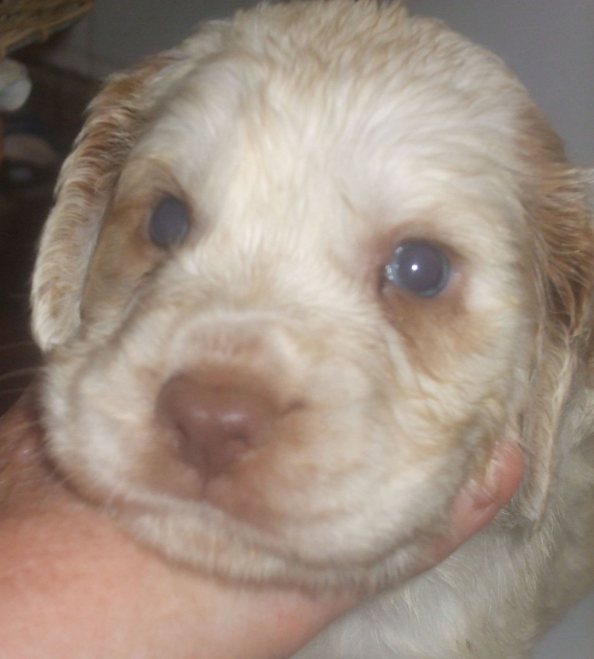Clumber Spaniel Puppies: Clumber Clumber Spaniel Male Puppyeddy Norwich Breed