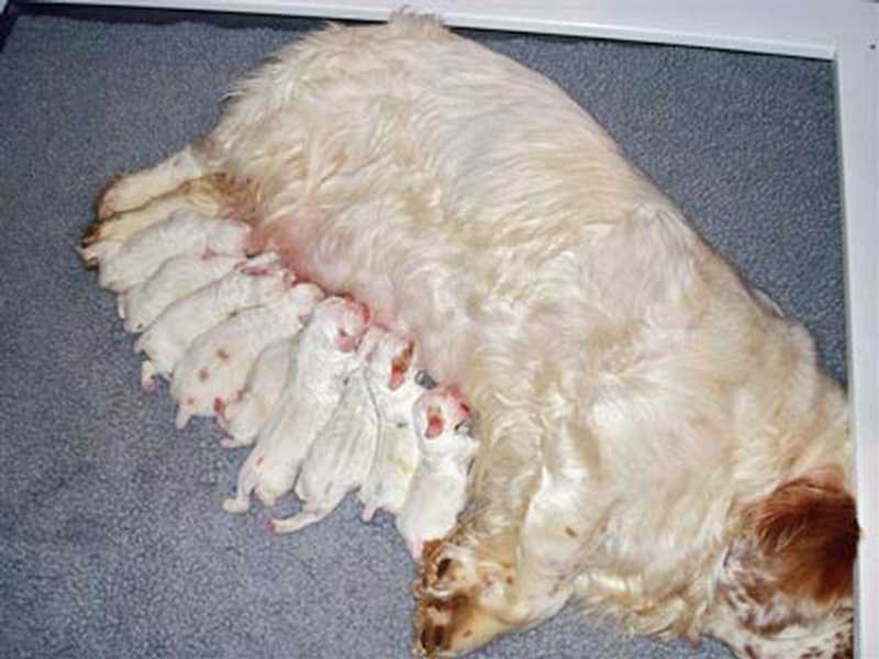 Clumber Spaniel Puppies: Clumber Clumber Spaniel Puppies Breed