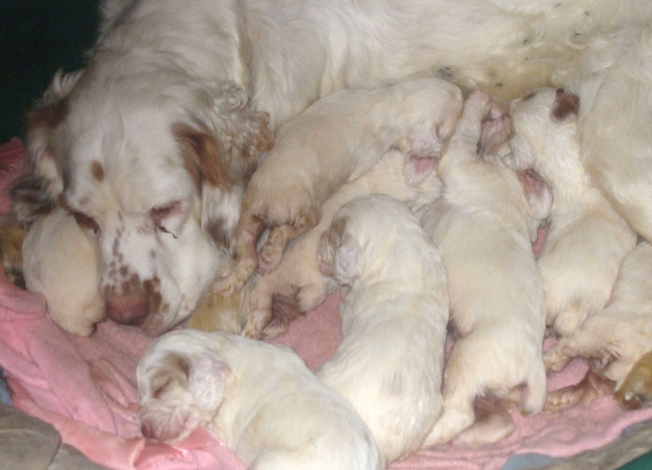 Clumber Spaniel Puppies: Clumber Clumber Spaniel Puppies Norwich Breed