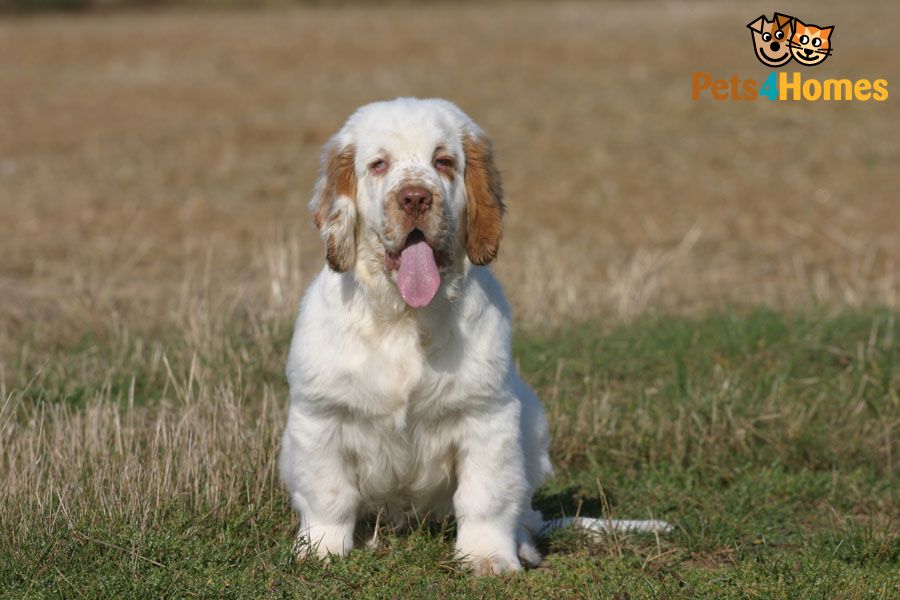 Clumber Spaniel Dog: Clumber Home Breed