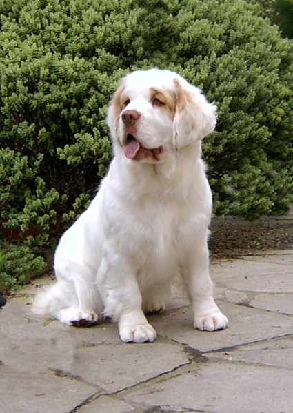 Clumber Spaniel Puppies: Clumber Is Your Clumber Spaniel Potty Trained Breed